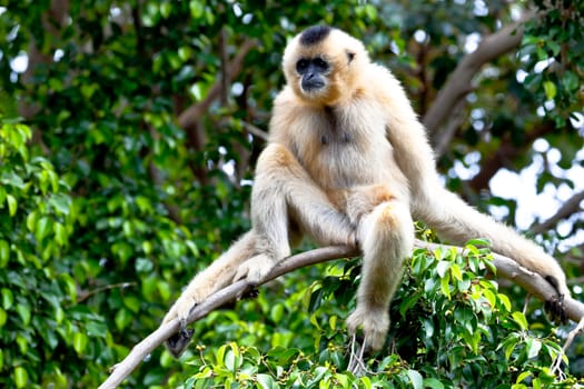 Precious specimen of Gibbon of golden cheeks