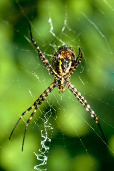 A spider,  Argiope bruennichi,  of considerable size and threatening aspect