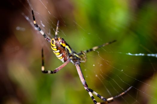 A spider,  Argiope bruennichi,  of considerable size and threatening aspect