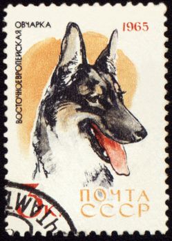 USSR - CIRCA 1965: stamp printed in USSR shows Alsatian dogs, series "Dogs", circa 1965