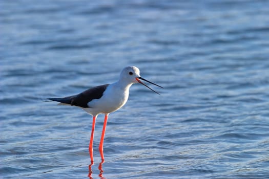 Black-Winged Stilt searching for some to eat