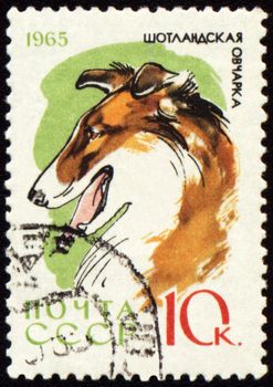 USSR - CIRCA 1965: stamp printed in USSR shows colly, series "Dogs", circa 1965