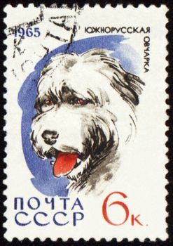 USSR - CIRCA 1965: stamp printed in USSR shows South Russian Shepherd Dog, series "Dogs", circa 1965