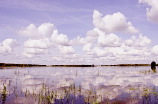 Beautiful view of summer lake flora, clouds and forest in distance in sunny day.