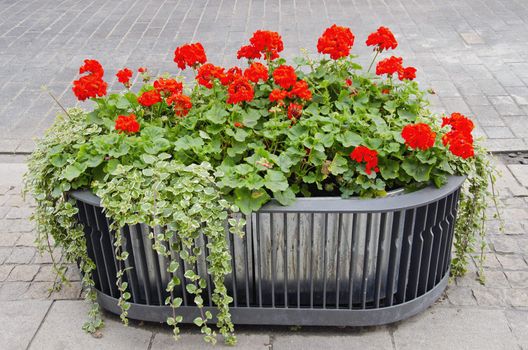 Red flowers growing in modernistic pot in center of town.