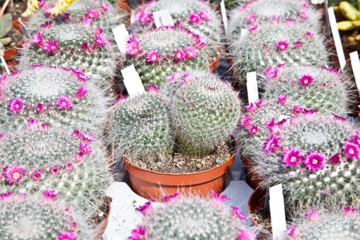 Small cactus plants in a market during a sunny day