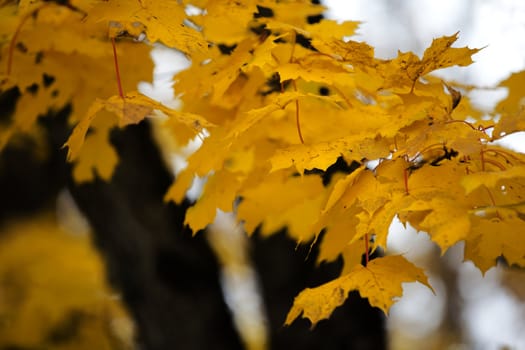 Close-up picture of  yellow maple leaves, autumn