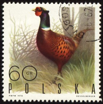 POLAND - CIRCA 1970: stamp printed in Poland shows fowl bird, series, circa 1970