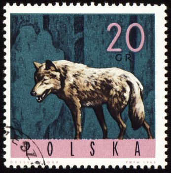 POLAND - CIRCA 1965: stamp printed in Poland, shows wolf, series, circa 1965