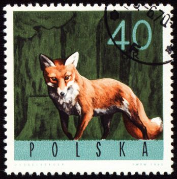 POLAND - CIRCA 1965: stamp printed in Poland, shows red fox, series, circa 1965