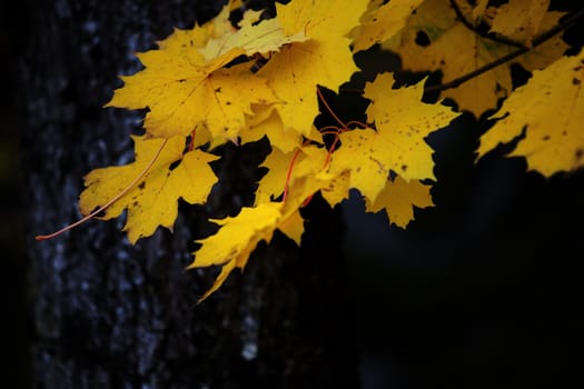 Yellow Maple leaves with black background, autumn