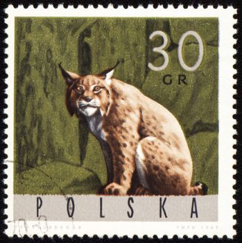 POLAND - CIRCA 1965: stamp printed in Poland, shows sitting lynx, series, circa 1965