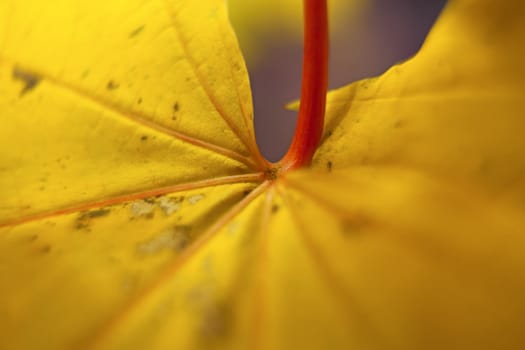 Macro picture of a yellow maple leaf