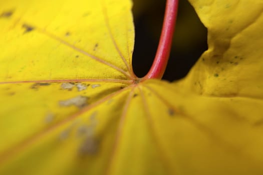 Macro picture of a yellow maple leaf