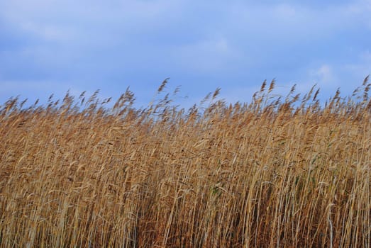 A field of reeds.