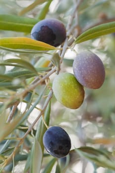 forefront of ecological olive branch, before being harvested