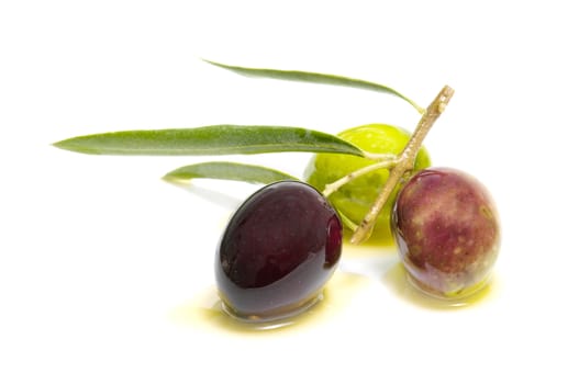 An olive branch with three olives on white background