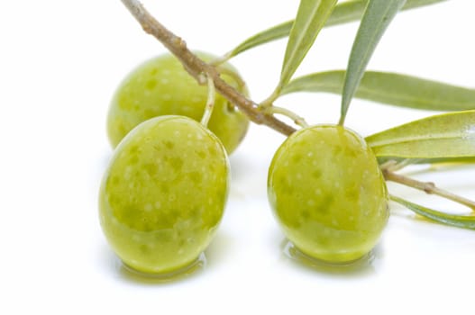 An olive branch with three olives on white background