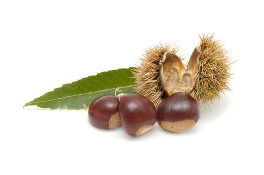 Freshly harvested chestnuts isolated on white background
