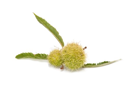 Freshly harvested chestnuts isolated on white background
