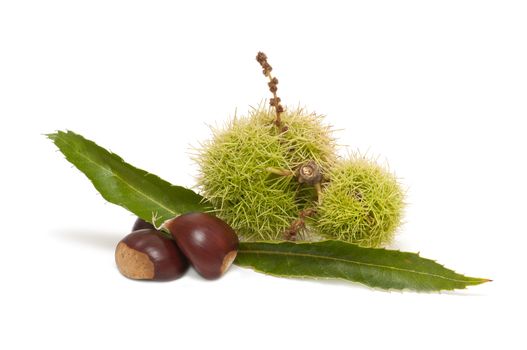 Freshly harvested chestnuts isolated on white background
