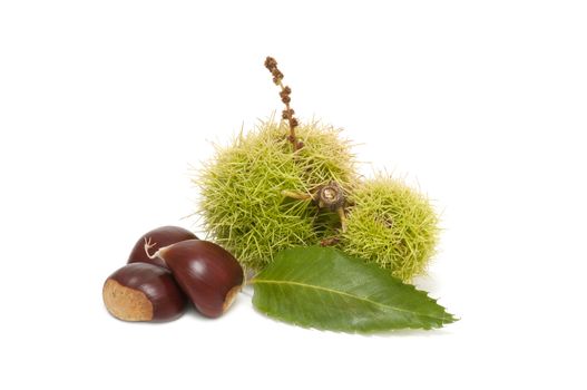 Freshly harvested chestnuts isolated on white background

