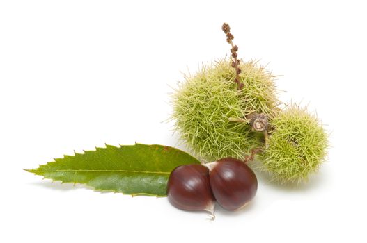 Freshly harvested chestnuts isolated on white background
