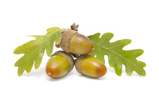 three acorns with oak leaves on white background