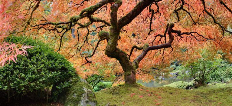 Old Japanese Maple Tree at Public Garden in Autumn Panorama