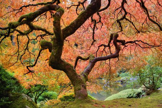 Old Japanese Maple Tree at Japanese Garden in Autumn
