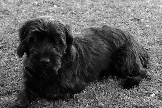 terrier dog lying down in the grass on a hot summers day in black and white