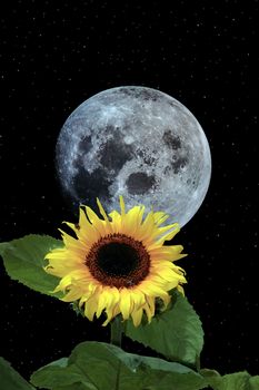 a tall sunflower with bee against a beautiful blue moon and starry sky