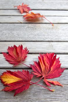 Fall Japanese Maple Leaves on Wooden Bench Background