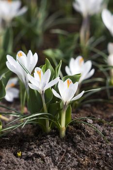 white crocus flowers