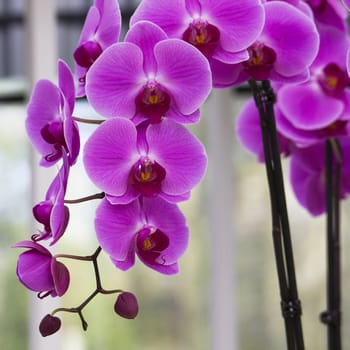 Beautiful purple orchid  - phalaenopsis