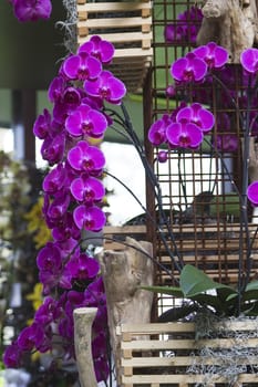 Beautiful purple orchid  - phalaenopsis