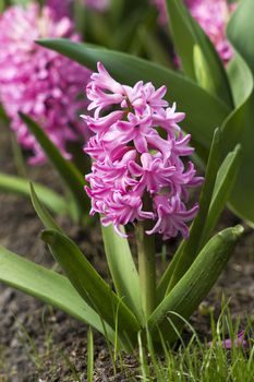 pink hyacinth