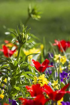 Colorful spring flowers in the park