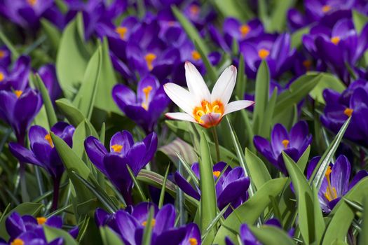 Colorful spring flowers in the park