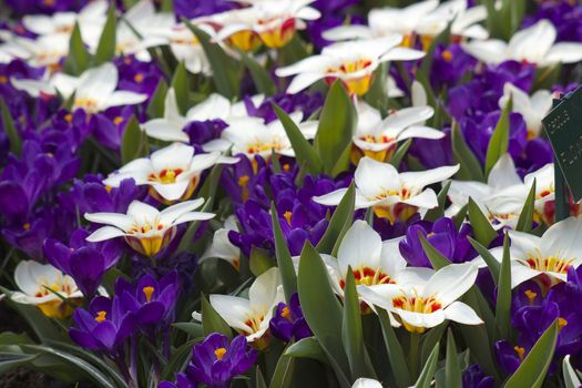 Colorful spring flowers in the park