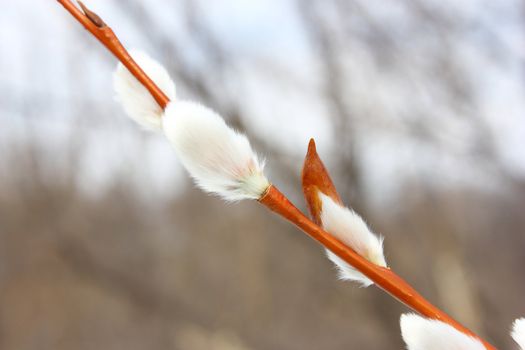 Branch of a fluffy willow in the spring on a dim background before a holiday.