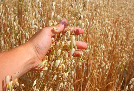 hand holds the ear of oats