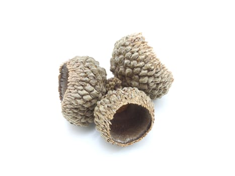Autumn browns acorns close up isolated on a white background