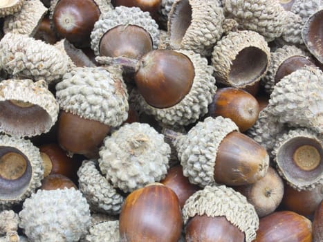 Autumn browns acorns close up isolated on a white background