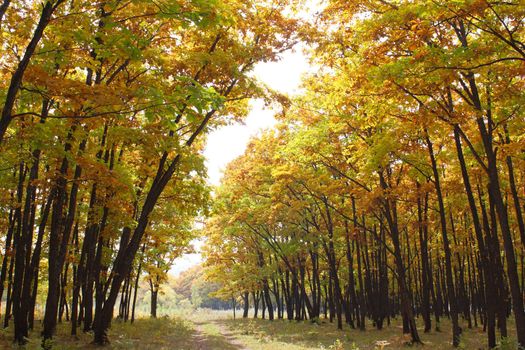 Beautiful autumn time, yellow and red leaves on trees.