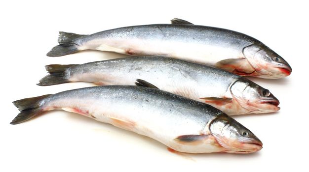 Three fresh sea fishes lie nearby on a white background