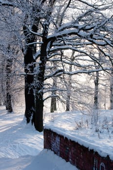 Woods in the snow. Cold winter day in Siberia. Trees in the snow.