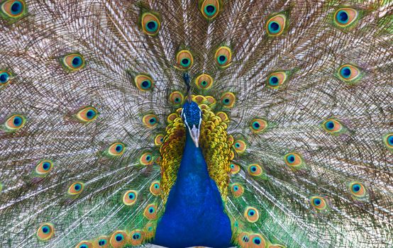 Picture of a beautiful male peacock with colorful tail on display.