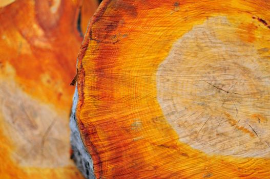 Alder trunk section with its strong orange colour texture