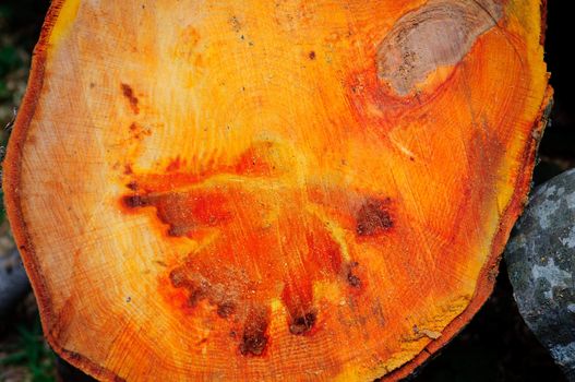 A blob of colour in the texture of an alder trunk gives the appearance of a ghostly presence